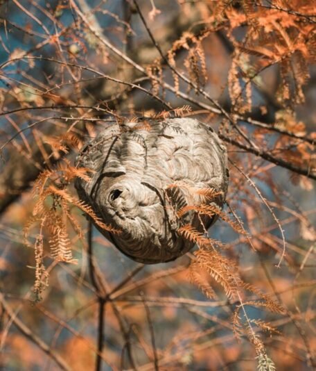 pexels-chris-f-14506815